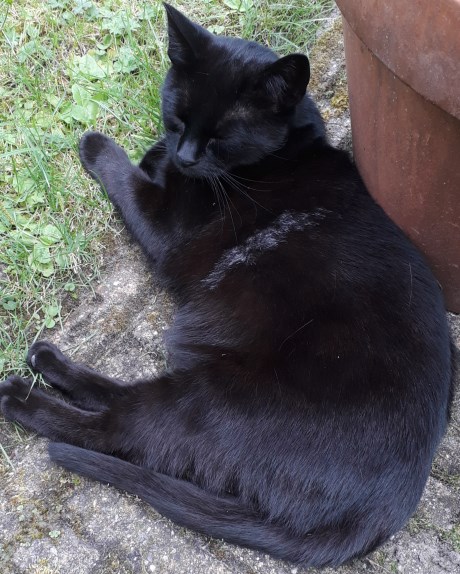 Kat Europese korthaar of huiskat