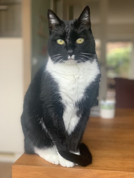 Kat Europese korthaar of huiskat