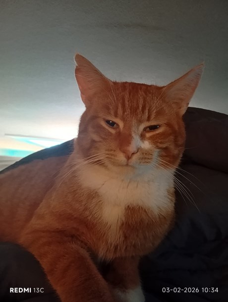 Kat Europese korthaar of huiskat