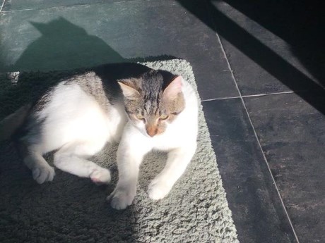 Kat Europese korthaar of huiskat