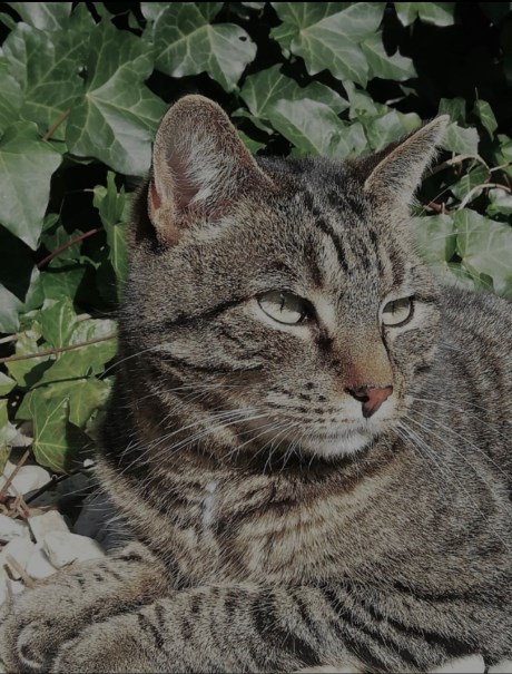 Kat Europese korthaar of huiskat