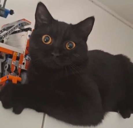 Kat Brits korthaar X