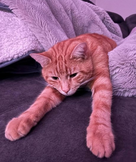 Kat Europese korthaar of huiskat