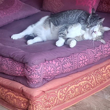 Kat Europese korthaar of huiskat