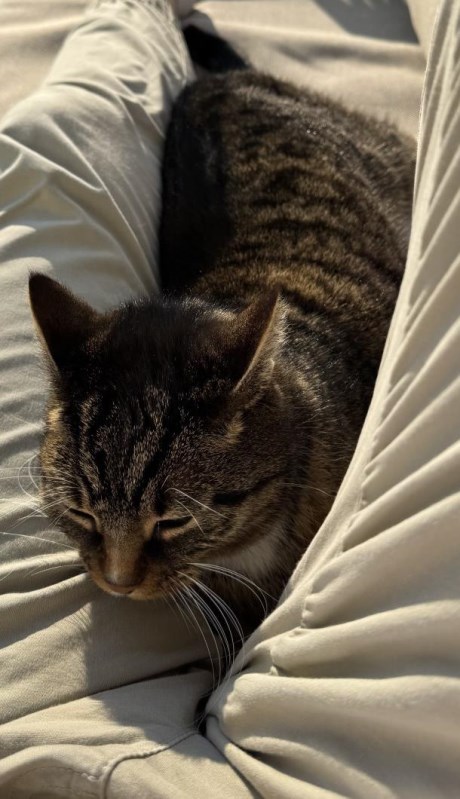 Kat Europese korthaar of huiskat