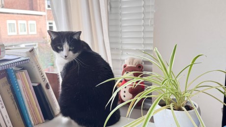 Kat Europese korthaar of huiskat