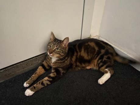 Kat Europese korthaar of huiskat