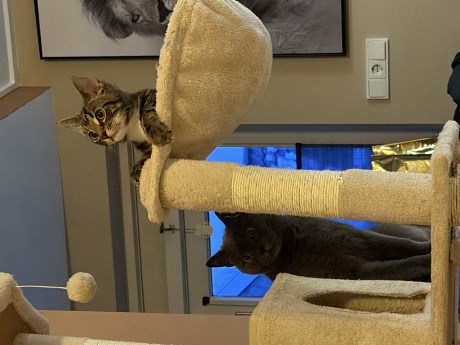 Kat Europese korthaar of huiskat