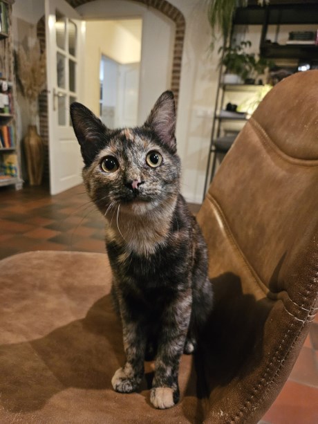 Kat Europese korthaar of huiskat