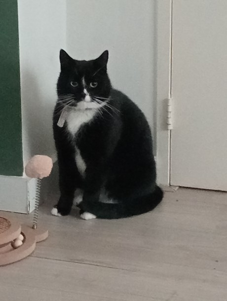 Kat Europese korthaar of huiskat