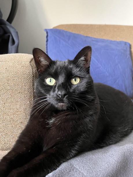 Kat Europese korthaar of huiskat