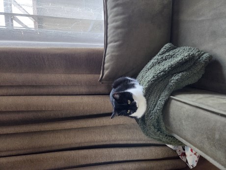 Kat Europese korthaar of huiskat