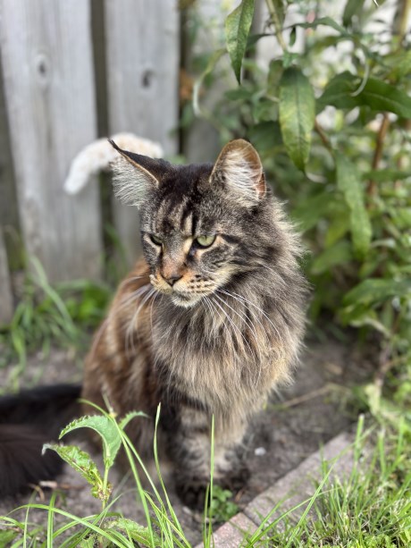 Kat Maine Coon