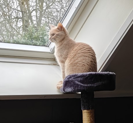 Kat Europese korthaar of huiskat