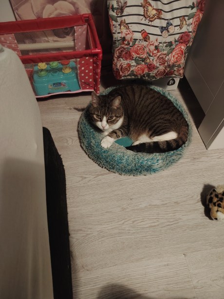 Kat Europese korthaar of huiskat