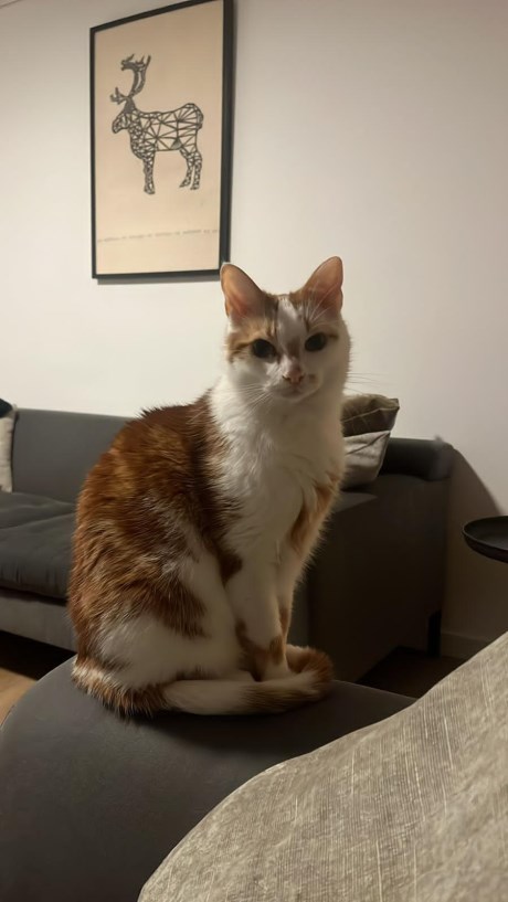 Kat Europese korthaar of huiskat