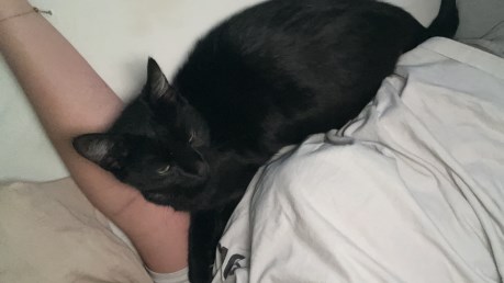 Kat Europese korthaar of huiskat