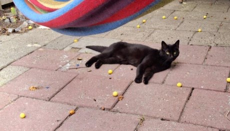 Kat Europese korthaar of huiskat