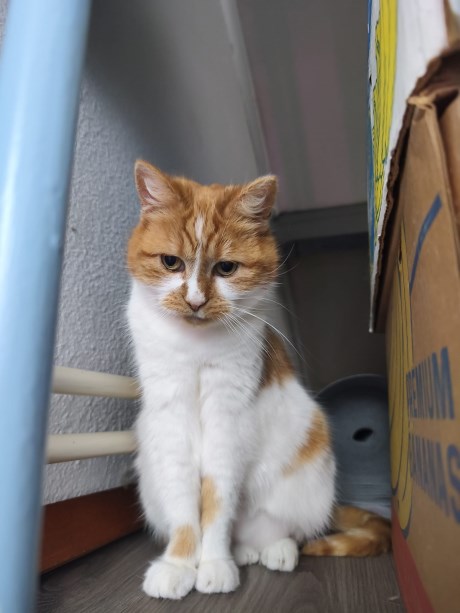 Kat Europese korthaar of huiskat