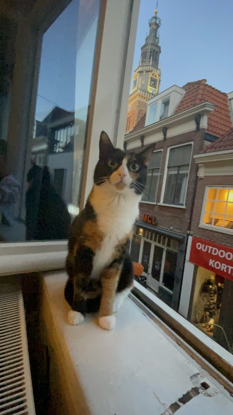 Kat Europese korthaar of huiskat