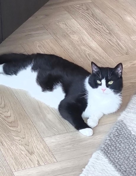 Kat Europese korthaar of huiskat