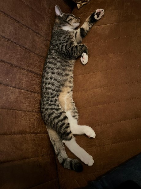 Kat Europese korthaar of huiskat