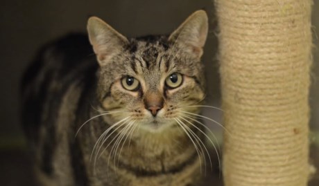 Kat Europese korthaar of huiskat