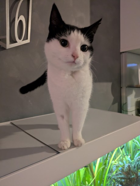 Kat Europese korthaar of huiskat