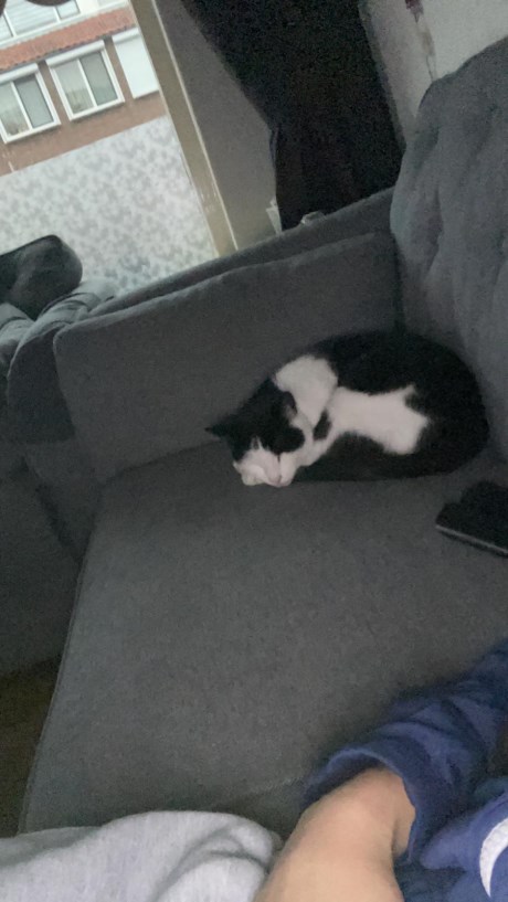 Kat Europese korthaar of huiskat