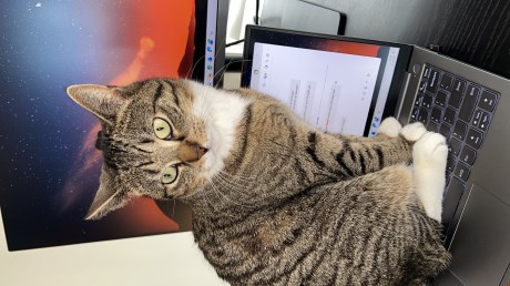 Kat Europese korthaar of huiskat