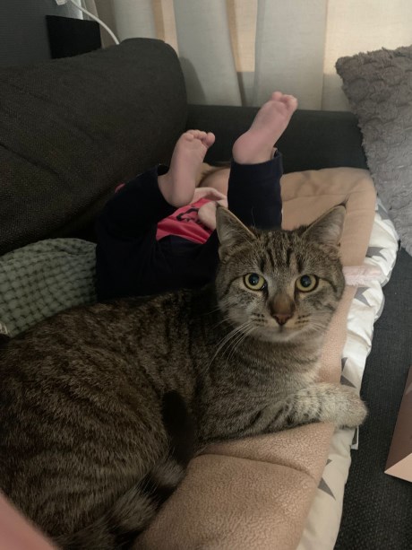 Kat Europese korthaar of huiskat