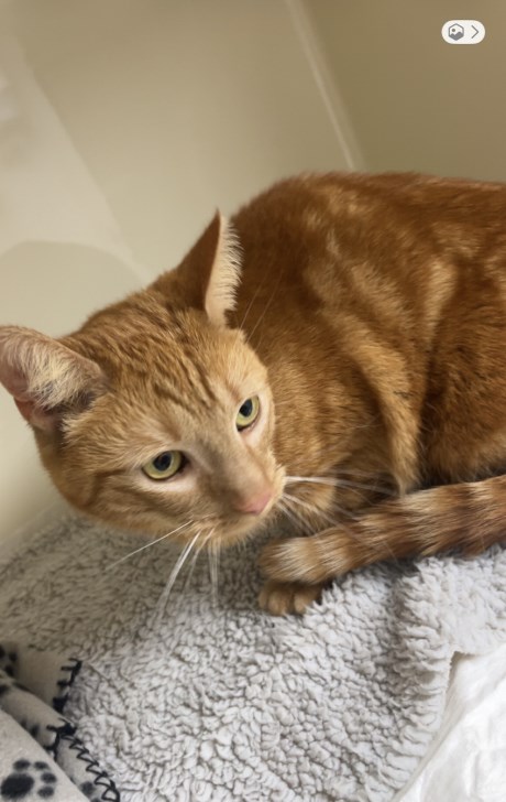 Kat Europese korthaar of huiskat