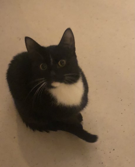 Kat Europese korthaar of huiskat