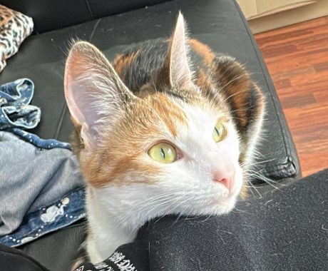 Kat Europese korthaar of huiskat