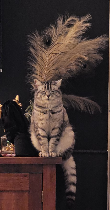 Kat Europese korthaar of huiskat