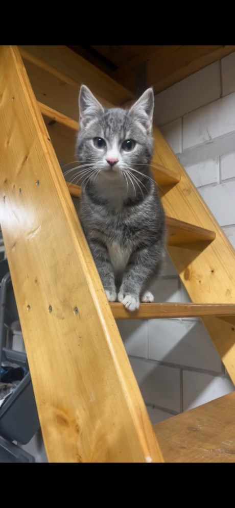 Kat Brits korthaar X