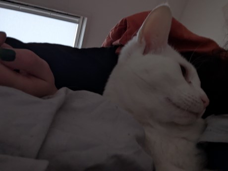 Kat Oosters korthaar