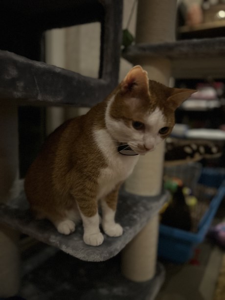 Kat Europese korthaar of huiskat