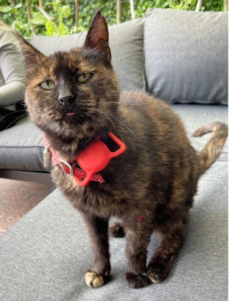 Kat Europese korthaar of huiskat