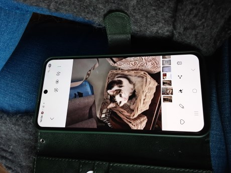 Kat Europese korthaar of huiskat