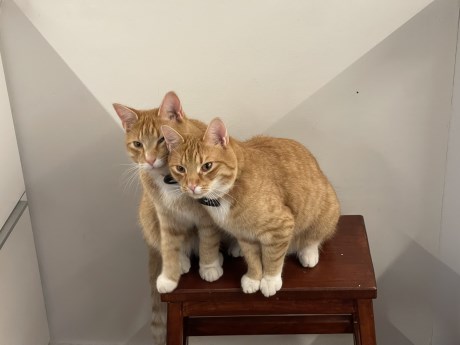 Kat Europese korthaar of huiskat