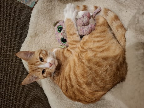 Kat Europese korthaar of huiskat