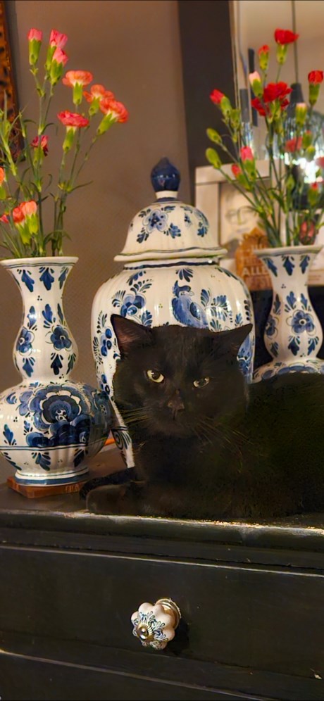 Kat Europese korthaar of huiskat