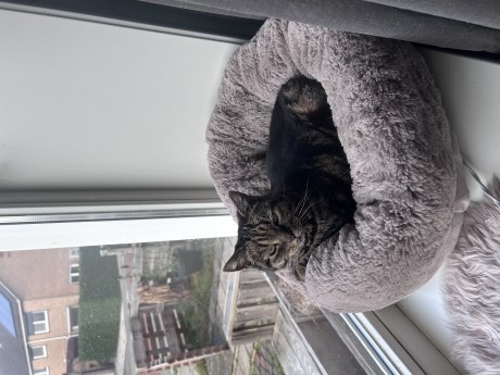 Kat Europese korthaar of huiskat