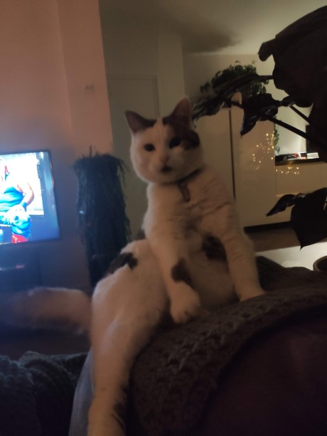 Kat Europese korthaar of huiskat