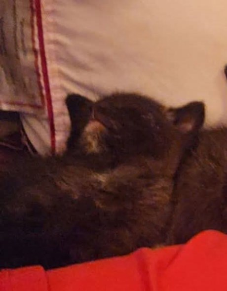 Kat Europese korthaar of huiskat