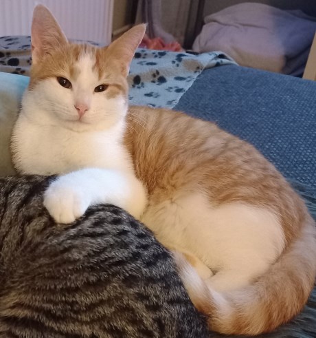 Kat Europese korthaar of huiskat