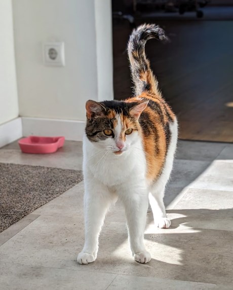 Kat Europese korthaar of huiskat