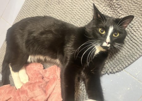 Kat Europese korthaar of huiskat