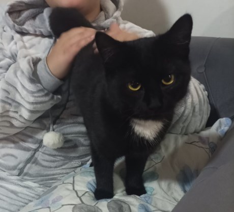 Kat Europese korthaar of huiskat